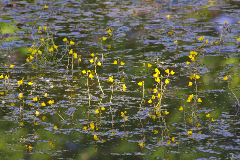 Sunlight On Flowers Growing Out Of Pond